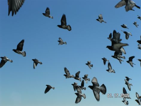 bird_23.jpg