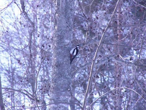 bird_25.jpg