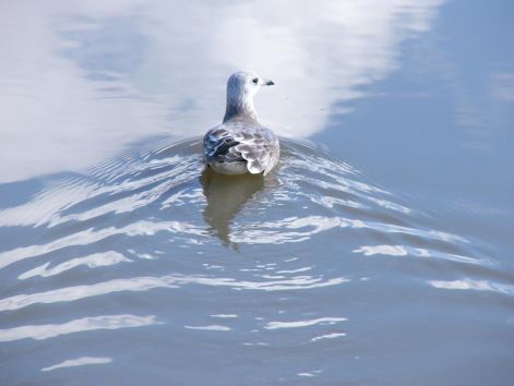 bird_50.jpg