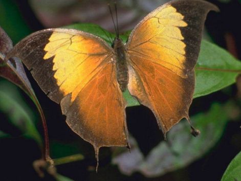butterfly_3.jpg