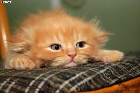 cute_pictures_813.jpg
