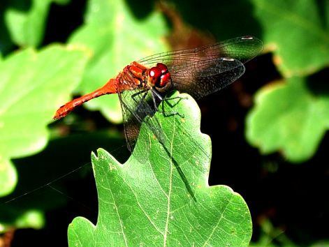 dragonfly_1.jpg