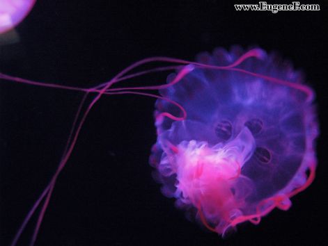 jellyfish_2.jpg